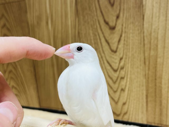 【最新画像更新！！】何気に正面ふぇいすがハマります☆　白文鳥～～