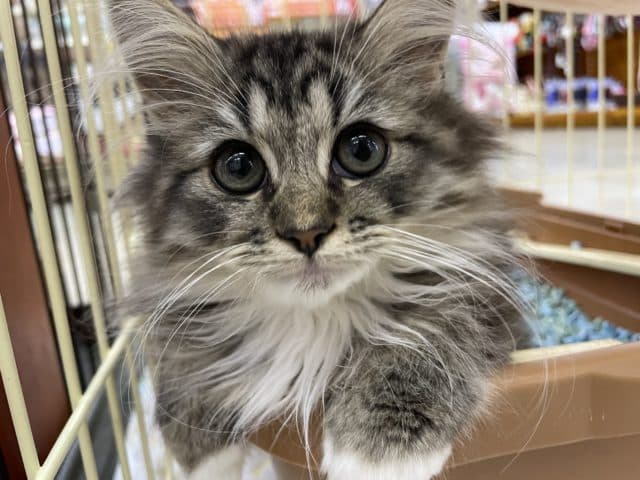 お上品で綺麗なお顔立ち🖤　ミックス猫　サイベリアン×チンチラ　男の子