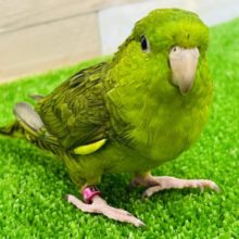鳴き声が可愛い♡サザナミインコ(スパングル)さん！！