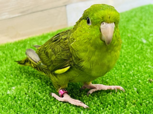 鳴き声が可愛い♡サザナミインコ(スパングル)さん！！