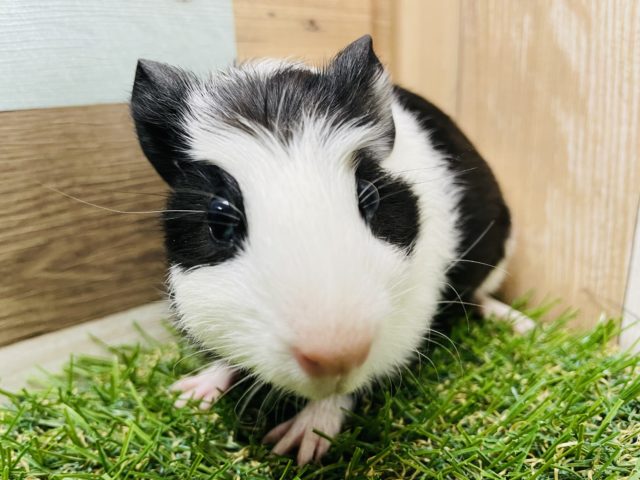 ウシさんみたいな可愛いコ♪クレステッドモルモットの二色！