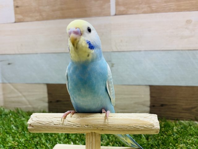 最新画像有り！愛嬌のある可愛いコっ♪セキセイインコのレインボー！