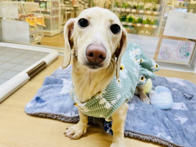 甘えん坊ちゃんが止まらな〜いっ♪ミックス犬ちゃん(チワワ×ダックス)