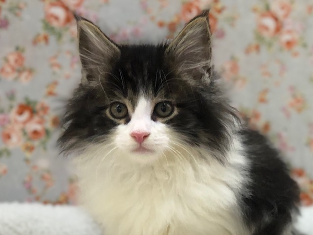 ふっわふわで癒される！ノルウェージャンきたよ！