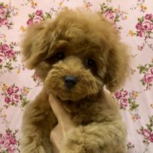 人が大好き元気ガール！トイプードルさん来ましたよ〜