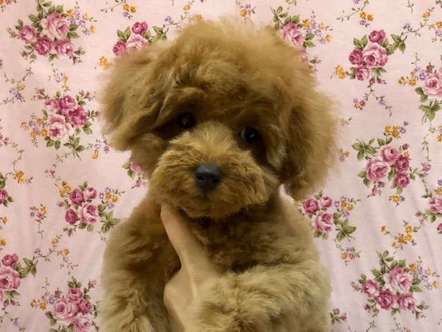 人が大好き元気ガール！トイプードルさん来ましたよ〜