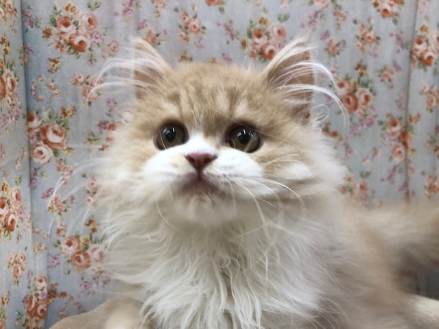 最新画像・動画あり！甘々なスコティッシュフォールドさん来ましたよ〜