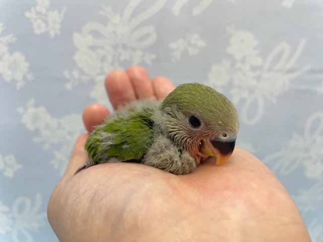 かわいい💛小桜インコ（ノーマル）２０２２年１０月生まれ