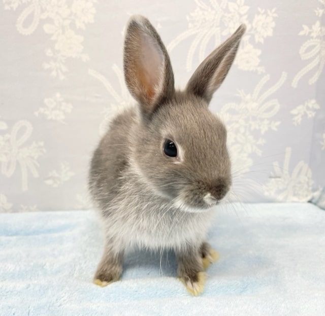 ツヤツヤ💛ネザーランドドワーフラビット（ブルー）女の子　2022年9月生まれ