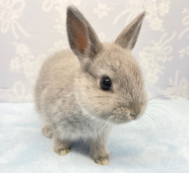 グイグイ💛ネザーランドドワーフラビット（グレー）男の子　2022年9月生まれ