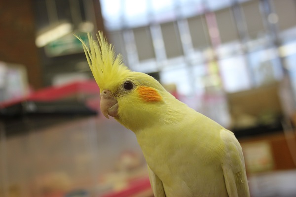 ヒナご飯卒業💛手乗りオカメインコ(ルチノー)