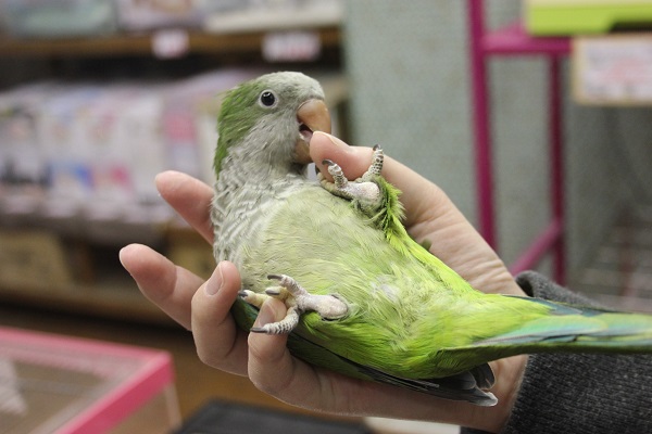 おしゃべりもするよ♪手乗りオキナインコ💚ノーマル