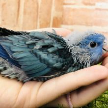 人気カラーのサザナミです　ブルー系　R４　１１／２４撮影