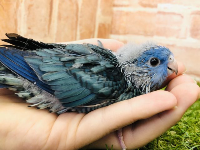 人気カラーのサザナミです　ブルー系　R４　１１／２４撮影