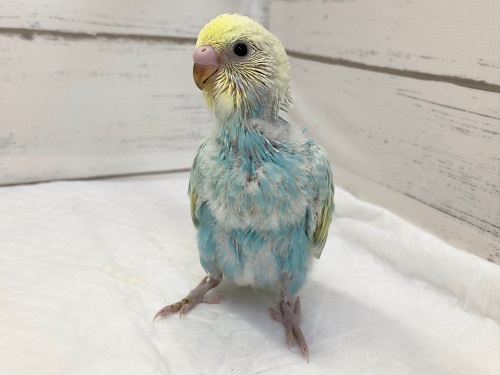 セキセイインコ（パステルレインボースパングル）　綺麗なグラデーション！