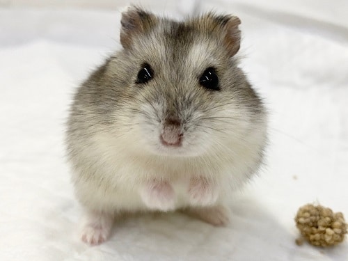 ハムスターフェア開催中！！