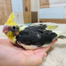 むっちむち♡個性の色合いです！オカメインコ(パイド)さん☆