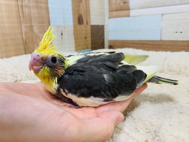 むっちむち♡個性の色合いです！オカメインコ(パイド)さん☆