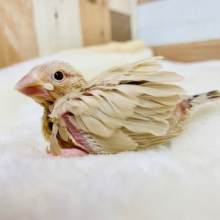 カメラ目線が可愛い♡シナモン文鳥さん！