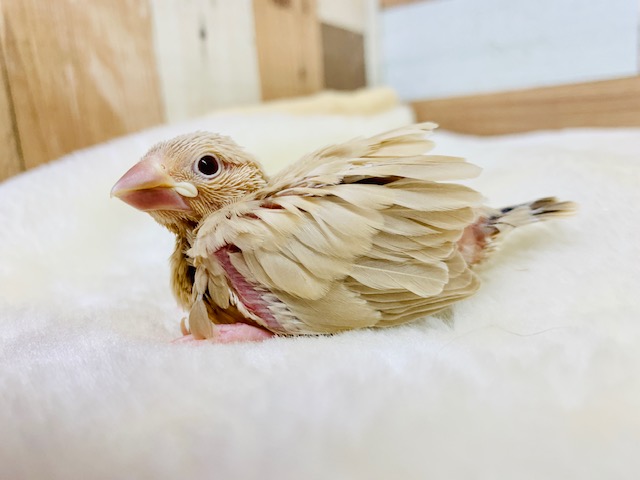 カメラ目線が可愛い♡シナモン文鳥さん！