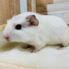 モル祭り♪プイプイ鳴いてまったりしちゃうクレステッドモルモットくん☆