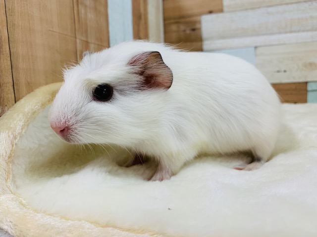 モル祭り♪プイプイ鳴いてまったりしちゃうクレステッドモルモットくん☆