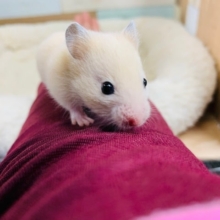 爆睡したらなかなか起きません笑　キンクマハムスターくん☆