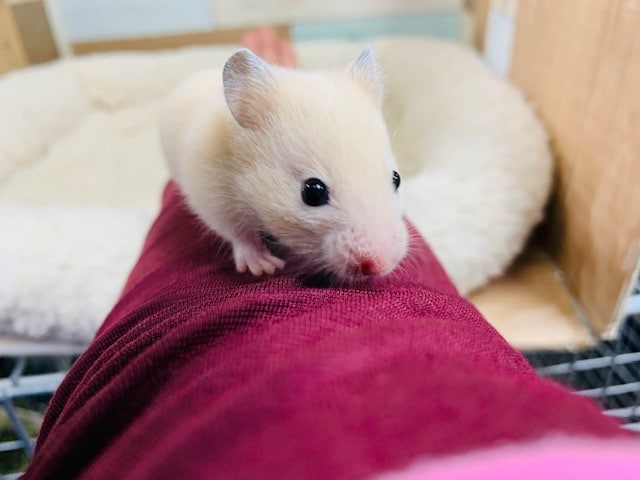 爆睡したらなかなか起きません笑　キンクマハムスターくん☆