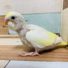 クリームカラーと黒目の可愛さといったらなんの。。セキセイインコ(ダブルファクタークリーム)さん！