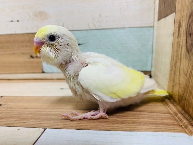 クリームカラーと黒目の可愛さといったらなんの。。セキセイインコ(ダブルファクタークリーム)さん！