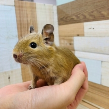 おめめくりっくり♡慣れる予感のデグーくん☆