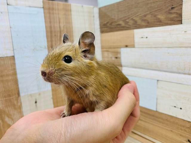 おめめくりっくり♡慣れる予感のデグーくん☆