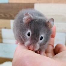 おねむの時もカワイイ♡セーブルハムスターちゃん☆