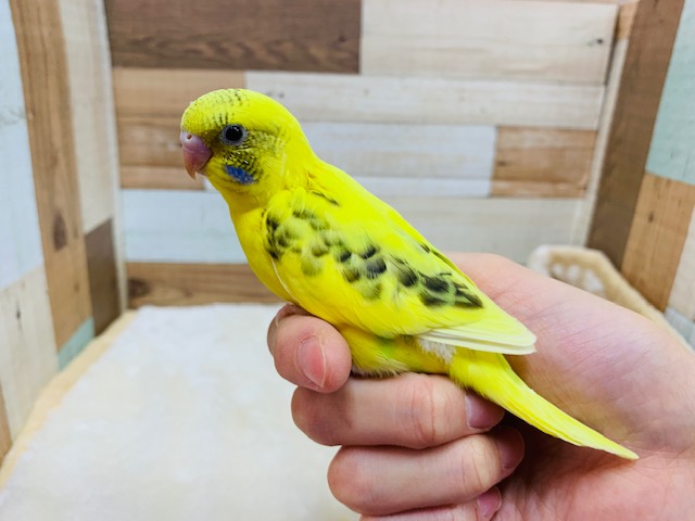 色んなものに興味津々☆セキセイインコ(ハルクイン)さん!!