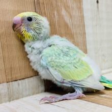 ～11月2日撮影～人気のグリーン系♪まだわたわたのセキセイインコ(パステルカラーレインボー)さん♪