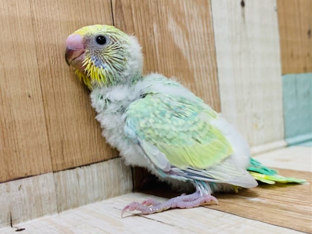 ～11月2日撮影～人気のグリーン系♪まだわたわたのセキセイインコ(パステルカラーレインボー)さん♪