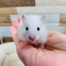 クンクンしてきて可愛い過ぎ♡長毛ハムスターくん☆