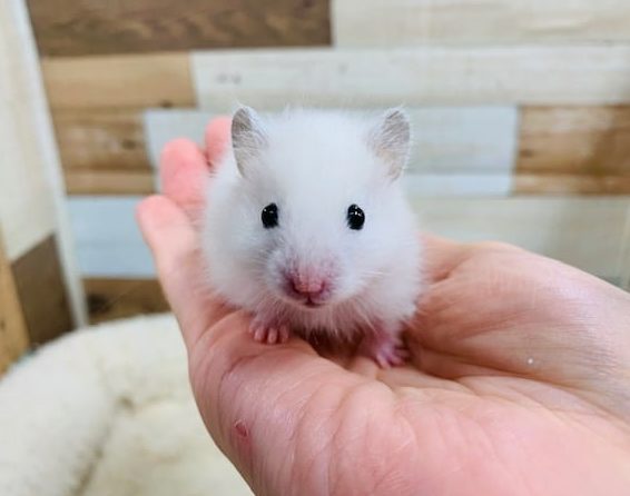 クンクンしてきて可愛い過ぎ♡長毛ハムスターくん☆