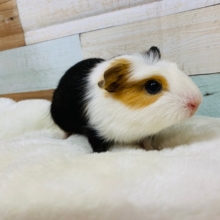 モル祭り♪マフラー？ぱんつ？左右で着ているものが変わるクレステッドモルモットくん☆