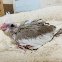 くりくりおめめで魅了♡オカメインコ(ホワイトフェイスシナモンパイド)さん♪