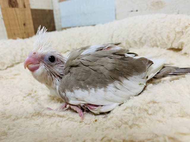 くりくりおめめで魅了♡オカメインコ(ホワイトフェイスシナモンパイド)さん♪