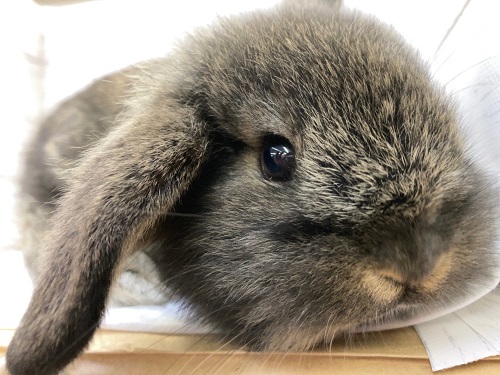 最新画像！ロップイヤーラビット（チェスナット）　正面からのお顔が特にかわいいです！