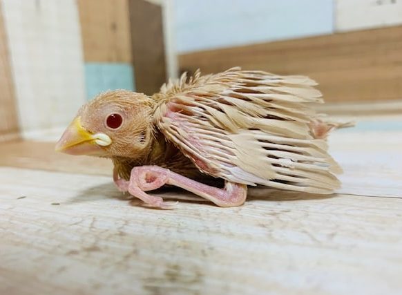 人気の淡いカラーの文鳥さん♪シナモン文鳥さん☆