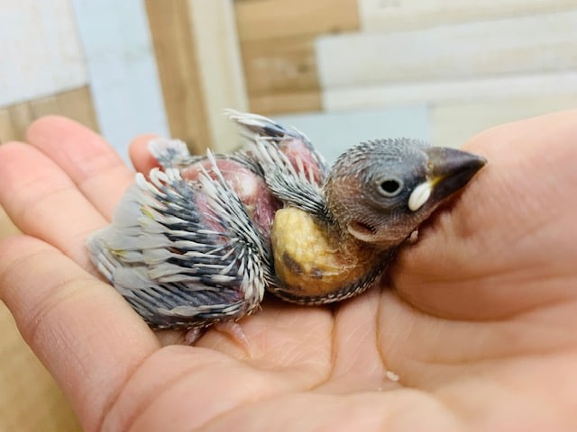 もうすぐおめめが開きます♪ヒナヒナシルバー文鳥さん☆
