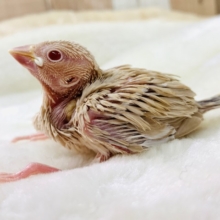 お口パクパク食欲旺盛☆シナモン文鳥さん♪