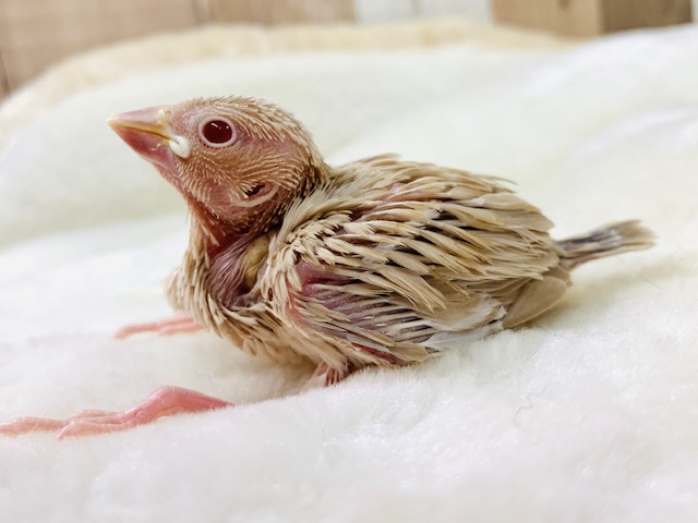 お口パクパク食欲旺盛☆シナモン文鳥さん♪