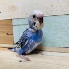 人気のブルー系♪潜るの大好きなセキセイインコ(オパーリン)さん！