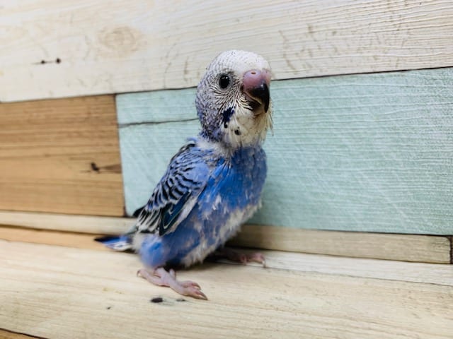 人気のブルー系♪潜るの大好きなセキセイインコ(オパーリン)さん！