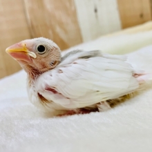 ～11月9日撮影～純白が人気の秘密♪白文鳥さん！！