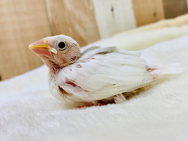 ～11月9日撮影～純白が人気の秘密♪白文鳥さん！！